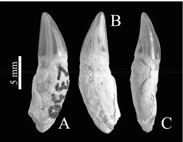 Fig.  4.  Diente  de  Delphinidae  de  la  Torre  d’en  Penjat  en  vista  anterior  (A),  posterior  (B)  y  lateral (C)