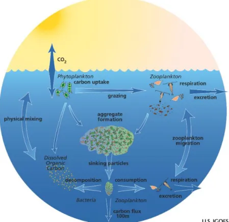 Fig I-1. Major constituents and processes composing the ocean’s biological carbon pump or transfer of  carbon from the atmosphere (inorganic CO 2 ) to the deep ocean (organic C)