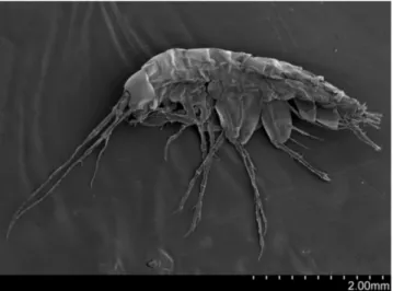 Figura 2.1. Imatge d’un exemplar de Metacrangonyx longipes obtinguda per  microscopia electrònica de rastreig