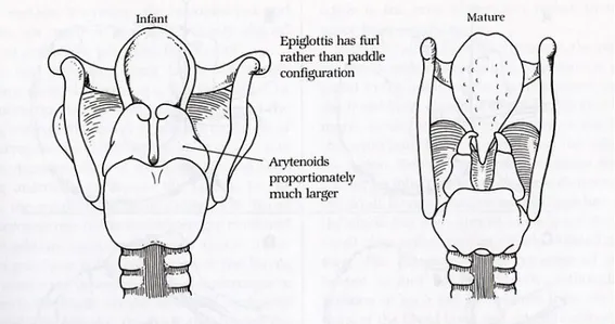 Figura 3: Vista posterior de la laringe infantil i la laringe adulta 1