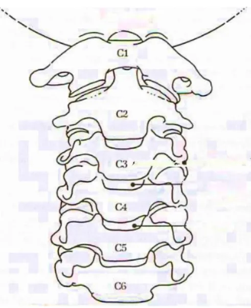 Figura 4. Vèrtebres cervicals i la seva correlació amb la posició de la laringe infantil 3
