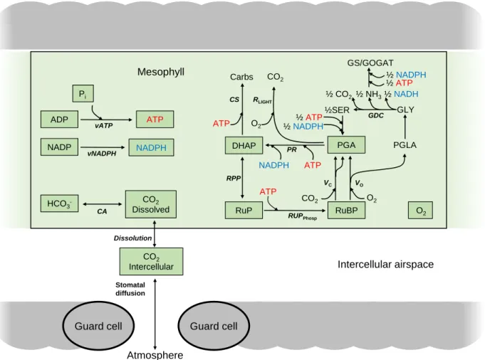 Figure 1. Schematic model. The leaf is represented by three uniform compartments: the external  atmosphere, the mesophyll and the intercellular space