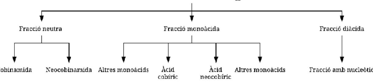 Figura  5. Esquema de les diferents fraccions que es produeixen en la hidròlisi  àcida de la vitamina  B 12 