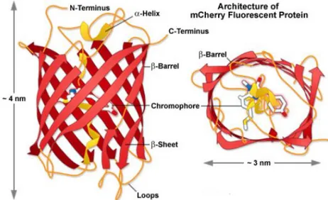 Figura  10.  Estructura  de  la  proteïna  fluorescent  mCherry  (PDB:  2H5Q).  Com  es  pot  observar,  el  cromòfor  es situa enmig  del  barril  β