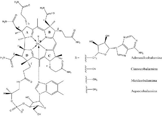 Figura  1.  Estructures  químiques  de  la  cobalamina  i  els  seus  derivats:  adenosilcobalamina  (AdoCbl  o  coezim  B 12 ),  cianocobalamina  (CNCbl  o  Vitamina  B 12 ),  metilcobalamina  (MeCbl)  i   aquacobalamina  (H 2 OCbl)