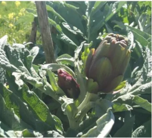 Figura 1. Planta de la alcachofa