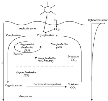 Figure 1.4: Schematic representation of the biological pump in the ocean, where the planktonic ecosystems in the upper ocean play a key role in the