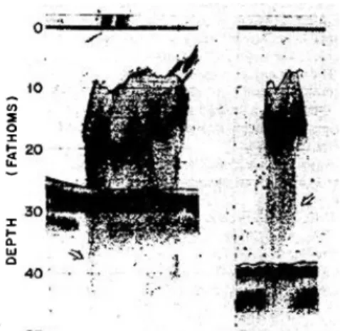 Figure A1.3. Multiple scattering observed in two  herring schools: indicated by the “tails” of echo are  seen just below the school (Source: Stanton, 1984)