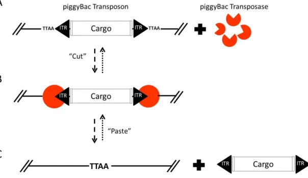 Figure  7|  piggyBac  transposition.  (A)  piggyBac  transposon  elements  (ITR)  flanking  DNA  sequence  (cargo)  and  PB  transposase  (orange)
