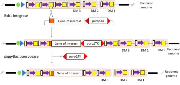 Figure  11|  Diagram  of  the  loading  process.  Integration  Bxb1-assited  site-specific  recombination  of  a  typical  loading  module  carrying a  promoterless gene