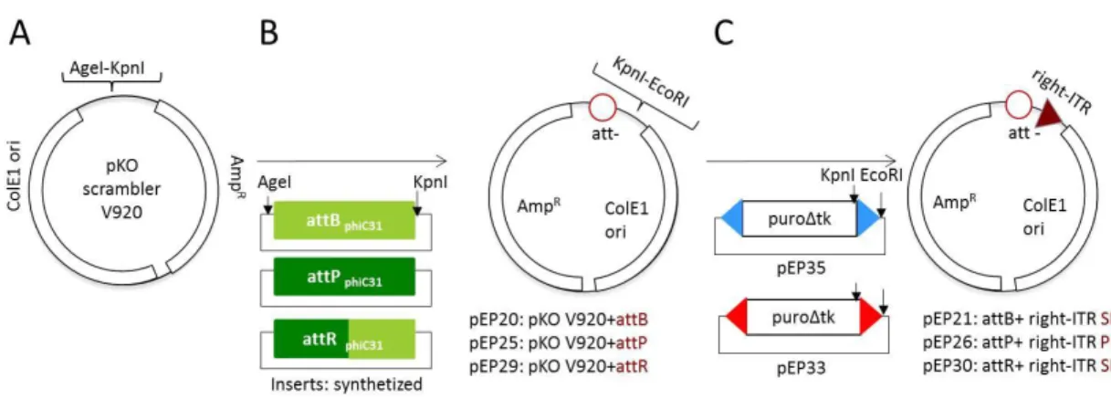 Figure  18|  First  and  second  steps  of  phiC31  recombination  vectors  construction