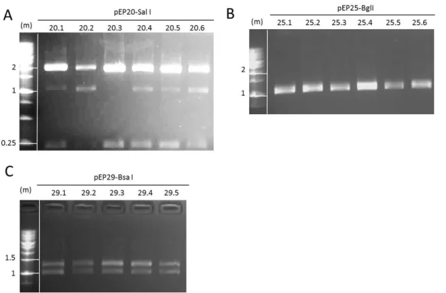 Figure  19|  Restriction  fragment  analysis  of  pEP20,  pEP25  and  pEP29.  Agarose  gel  (0.8%)  electrophoresis  with  ethidium  bromide  staining