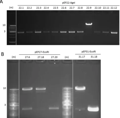 Figure  22│  Restriction  fragment  analysis  of  pEP22,  pEP27  and  pEP31.    Agarose  gel  (0.8%)  electrophoresis with  ethidium bromide staining