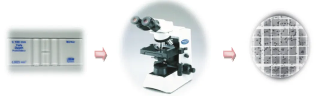 Figure 21 : cellule de comptage sous microscope optique 