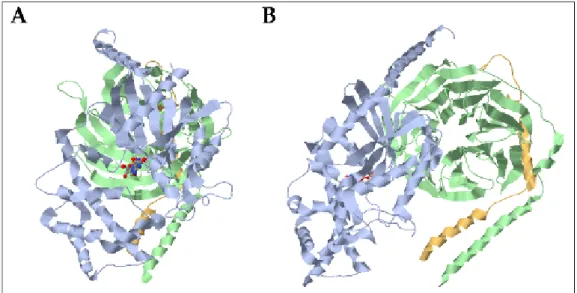 Figura 5. Estructura del heterotrímero Gi α 1 β 1 γ 2  (del base de datos PDB codificada  como 1GP2)