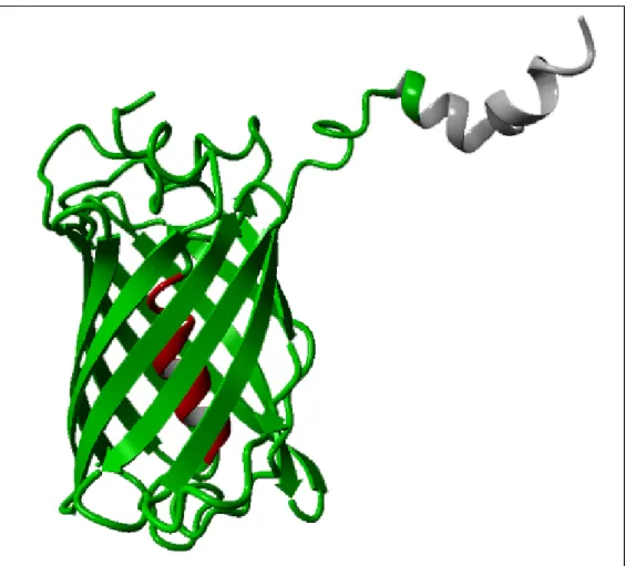 Figura 11. Estructura tridimensional de la proteína híbrida tGγ 2 -WT. La proteína  fue construida con el programa de visualización, modelado y dinámica molecular YASARA  a  partir  de  las  estructuras  tridimensionales  descritas  en  la  base  de datos 
