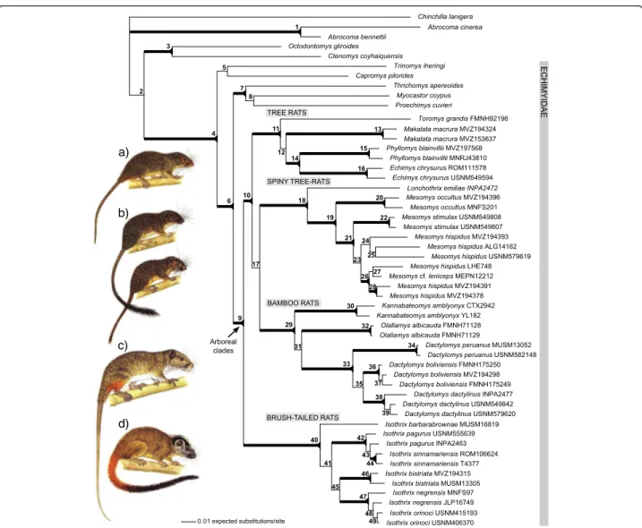 Figure 3 Phylogeny of rodents in the family Echimyidae and their relatives. The four arboreal clades are: (a) tree rats (pictured: Makalata sp.), (b) spiny tree-rats (pictured: Lonchothrix emiliae and Mesomys stimulax), (c) bamboo rats (pictured: Dactylomy