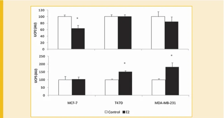 Fig. 2. UCP2 and UCP5 protein levels in response to E2-treatment in MCF-7, T47D, and MDA-MB-231 cell lines