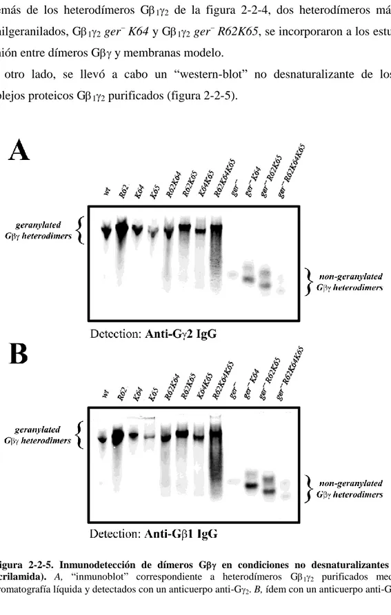 Figura  2-2-5.  Inmunodetección  de  dímeros  G    en  condiciones  no  desnaturalizantes  (8% 