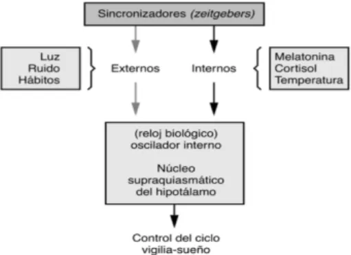 Figura 1. Representación de los Zeitgebers  internos y externos (Estivill Sancho, 2002)