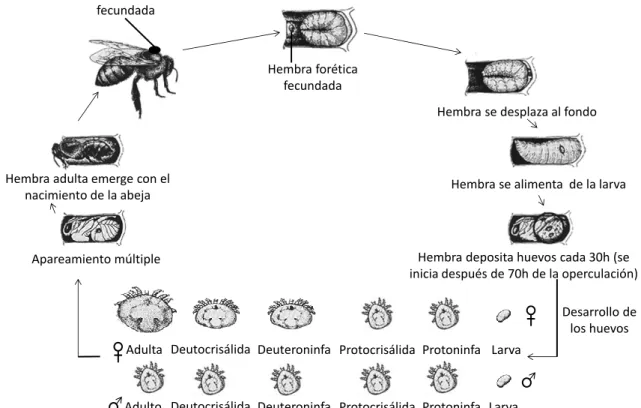 Fig. 10. Ciclo biológico de V. destructor. Fuente: adaptado de Henderson et al. (1986)