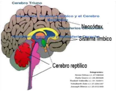 Ilustración 1. Cerebro triuno. 