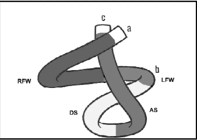 Fig 4. Representación de la configuración espacial del miocardio ventricular en doble hélice 71 .