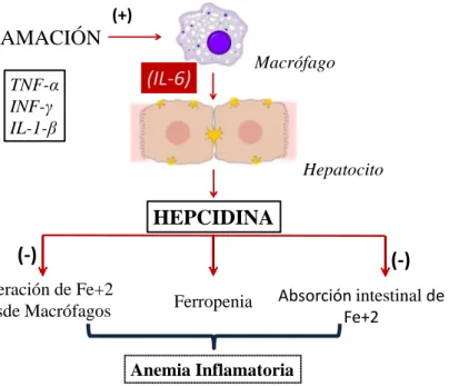 Figura 2. Etiopatogenia de la anemia de trastornos crónicos. Papel de la inflamación. 