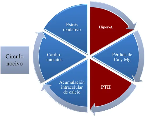 Figura 4.  Influencia  de  los  estados de hiperaldosteronismo en la activación de PTH