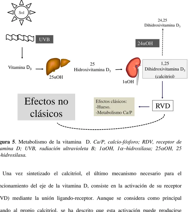 Figura  5.  Metabolismo  de  la  vitamina    D.  Ca/P,  calcio-fósforo;  RDV,  receptor  de  vitamina  D;  UVB,  radiación  ultravioleta  B;  1OH,  1hidroxilasa;  25OH,  25 