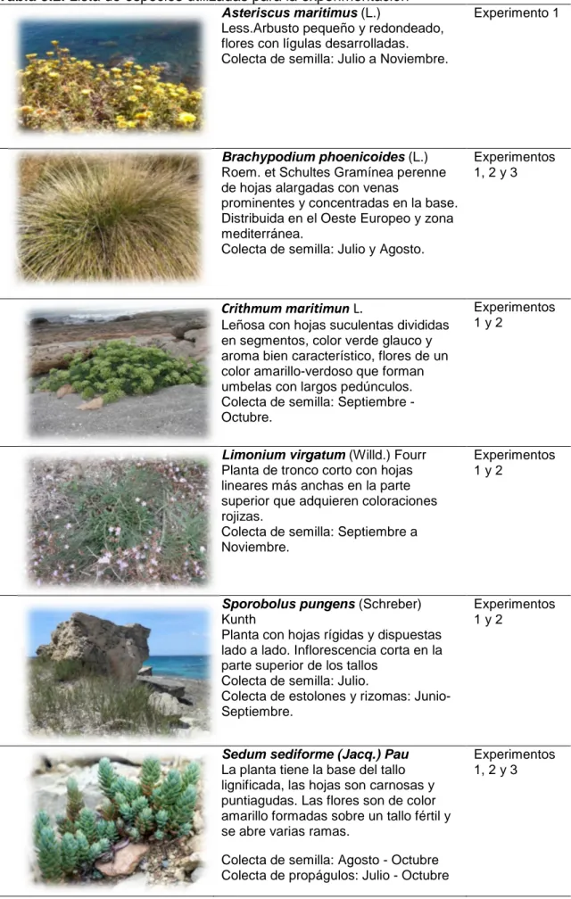 Tabla 3.2. Lista de especies utilizadas para la experimentación  Asteriscus maritimus (L.) 