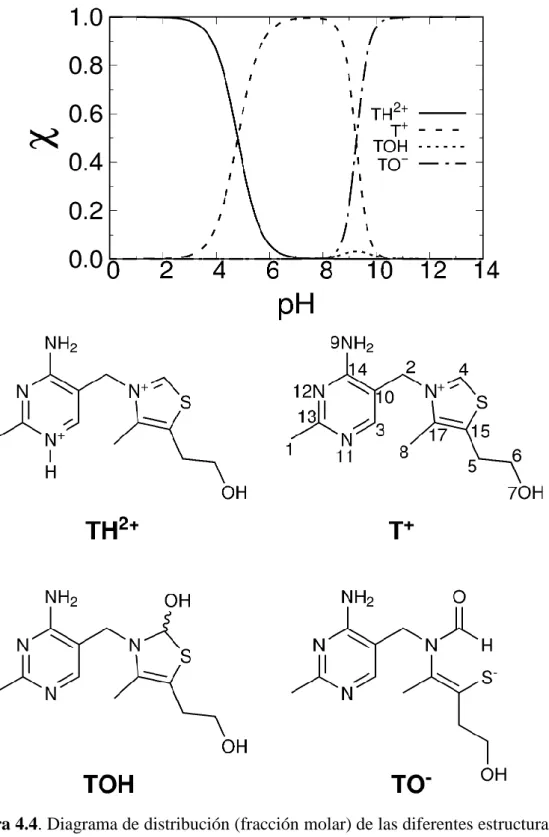 Figura 4.4. Diagrama de distribución (fracción molar) de las diferentes estructuras de  la tiamina en función del PH