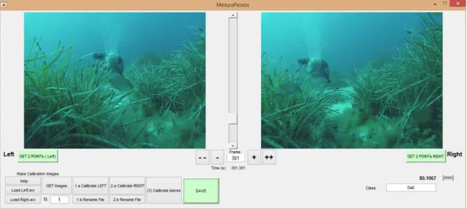 Figure 0.7. A screenshot of MesuraPeixos, simultaneously showing the same individual of Diplodus  annularis being measured (80.1067 mm)