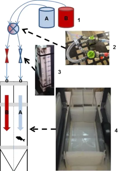 Figure 0.8. Conceptual use of the choice chamber flume accompanied with actual pictures of the  components