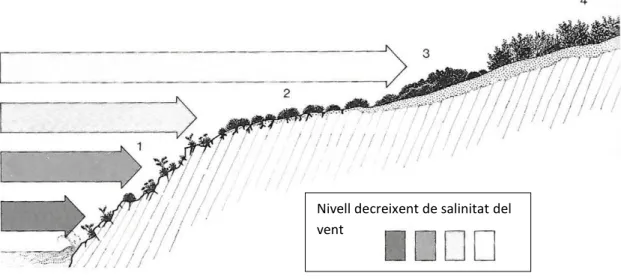 Fig. 3.3.- Comunitats de roquissar litoral de la costa N menorquina (adaptat de Folch,  1986)