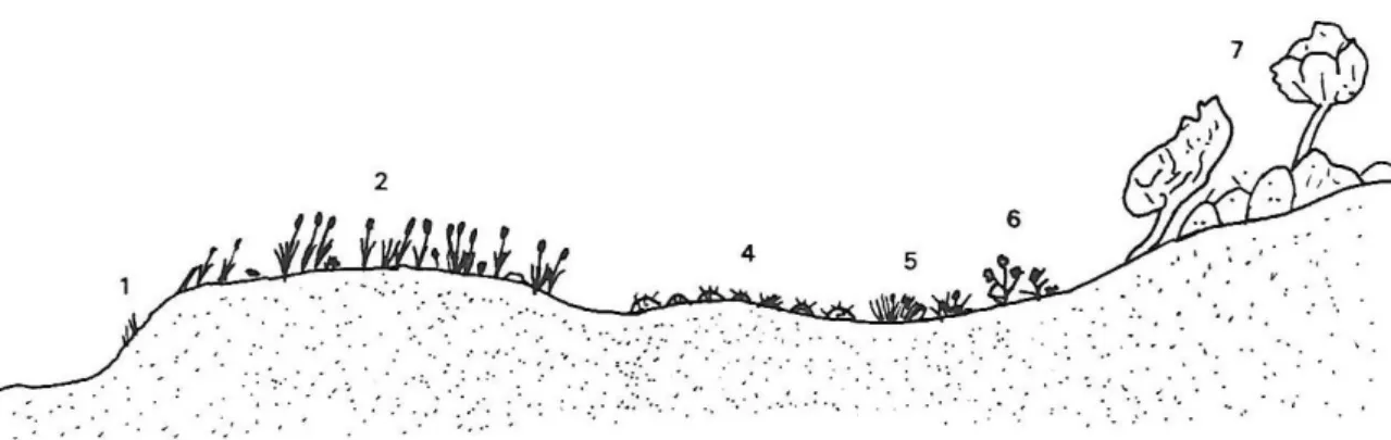 Fig. 3.4.- Comunitats de dunes de la zona de Sa Ràpita (adaptat de Gil, 1994). 