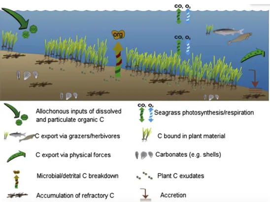 Figure I.1. Conceptual scheme of the main fluxes and reservoirs of carbon in seagrass  meadows (extracted from Macreadie et al