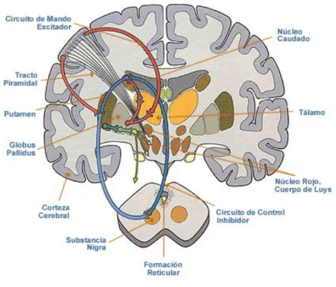 Figura 1.3 Circuitos Neuronales 4 1.5  NEURONAS ARTIFICIALES  
