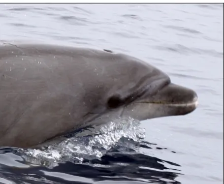 Figura 1-6. Características morfológicas del delfín mular: melón convexo, morro corto y amplio