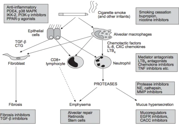 Fig	
  8.	
  Dianas	
  terapéuticas	
  en	
  la	
  EPOC:	
   PDE4: phosphodiesterase-4; p38 MAPK: p38 mitogen activated protein; 