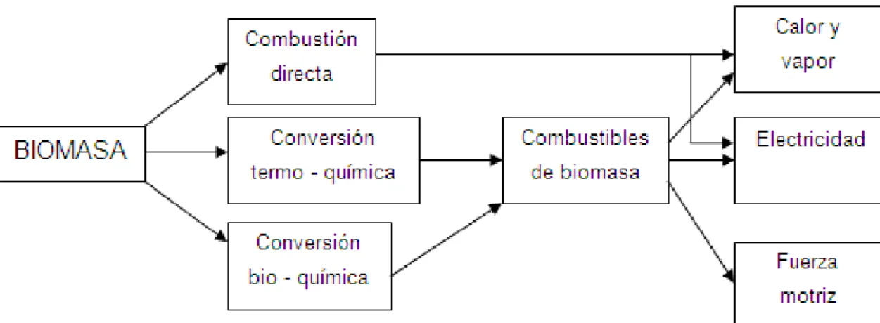 Figura 1.1. Procesos de conversión y formas de energía de la biomasa 