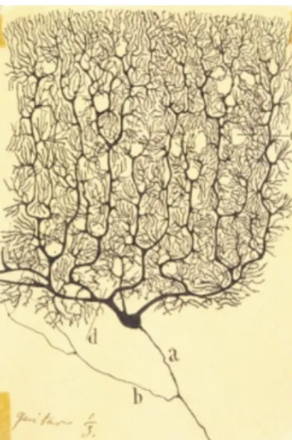 Fig. 11: Dibujo de Ramón y Cajal para ilustrar las células Purkinje del cerebelo de un hombre adulto impregnadas con el método de Golgi.