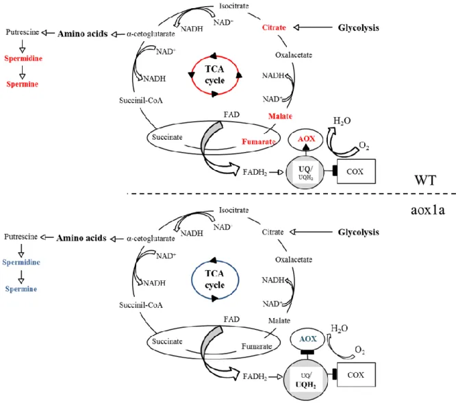 Figure  3.  Biosynthesis  pathways  showing  interconnections  between  glycolysis,  TCA  cycle,  mETC,  amino  acids  and  PAs