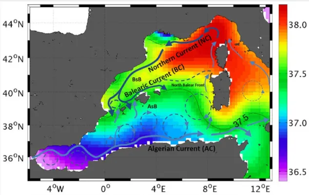 Figure  1.1  Average July salinity  and major currents characterizing the western  Mediterranean circulation  (map adapted from  Reglero et al., 2012)