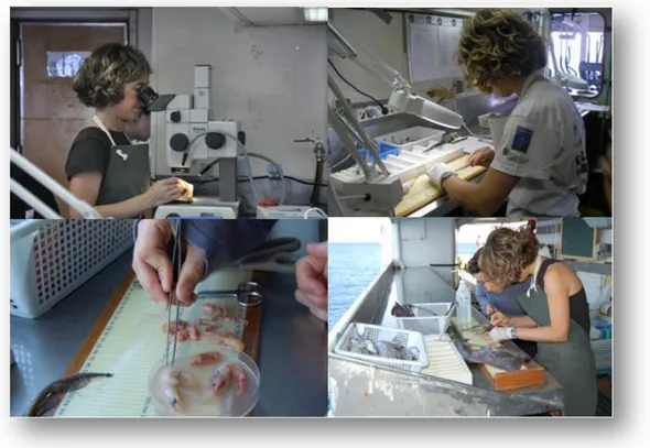Figure 2.3 Stomach sampling on board the R/V Cornide de Saavedra during the  Medits surveys in waters around the Balearic Islands (western Mediterranean)