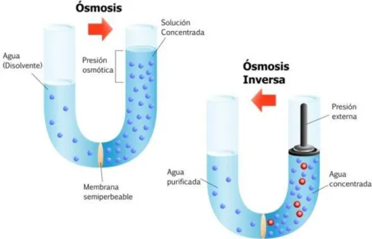 Ilustración 6: Osmosis y Osmosis Inversa 