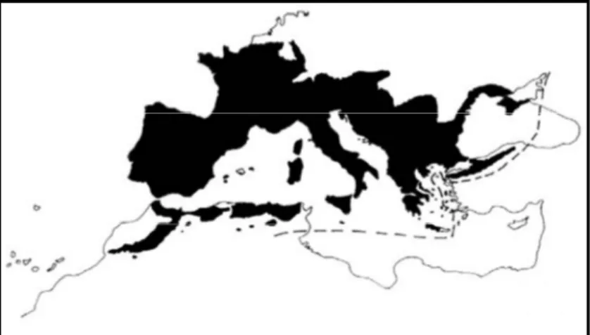 Figura  11.  Distribució,  en  color  fosc,  de  Podarcis  a  la  Conca  Mediterrània