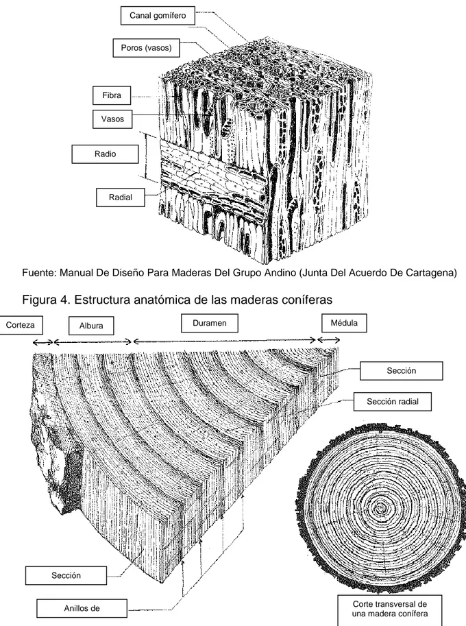 Figura 4. Estructura anatómica de las maderas coníferas 