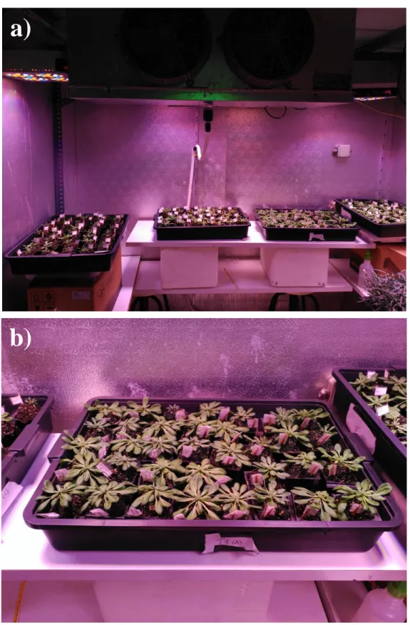 Foto 2. Foto del interior de la cámara de cultivo mostrándose la disposición de las bandejas a)  y de las plantas por bandeja b)