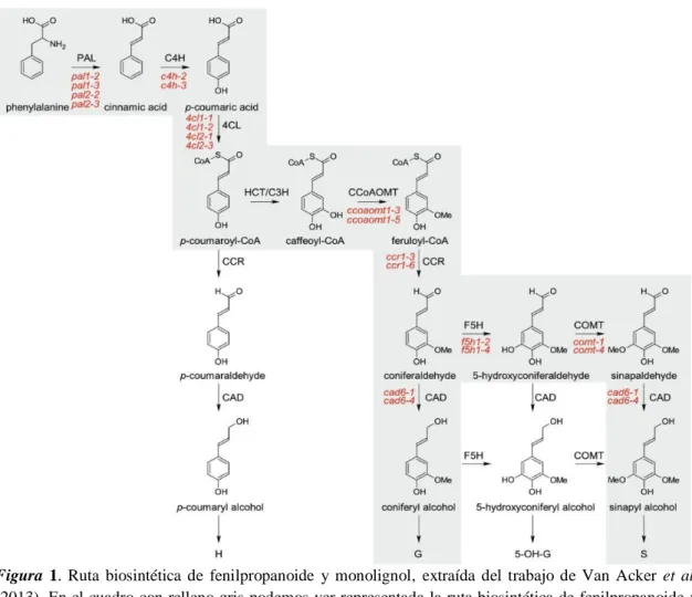 Figura  1.  Ruta  biosintética  de  fenilpropanoide  y  monolignol,  extraída  del  trabajo  de  Van  Acker  et  al